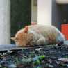 のらねこ129