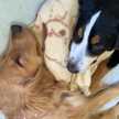 大型犬多頭飼いママ