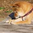 shibainu1