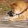shibainu1 shibainu1