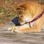 shibainu1