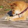 shibainu1
