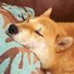あんこ柴