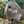 うさぎすきぃ