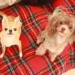 pimicdog