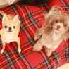 pimicdog