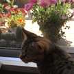 Katter