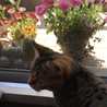 Katter