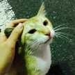 モケ缶