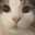 もふもふ猫の福