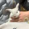 うさぎや＊
