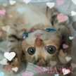 StellA☆☆