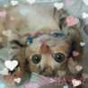 StellA☆☆