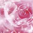 rose63☆