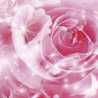 rose63☆
