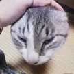 ぴっぴのすけ