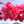 lani_8037