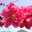 lani_8037