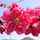 lani_8037 lani_8037