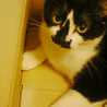 fumew