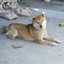 kuu-shiba