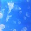 カルー5