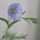 linum