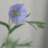 linum