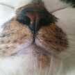 まんまるねこもち