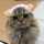 ohagicat25 ohagicat25