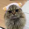 ohagicat25