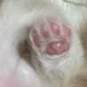ねことろ