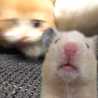 かばのきぞぞこ