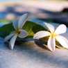 plumeria.,: