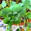 clover♡3