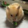 ウサビッチたかしっち