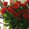 薔薇色深紅