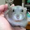 くまchuchu