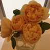 Madeleine☆