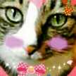 ♡ももねこ♡