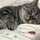 猫村猫実