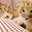 rabbit_c