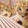 rabbit_c rabbit_c