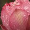 茶碗蓮の花