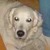 Schatzi