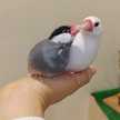 最高ﾋﾟｰﾏｿ