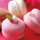 macaroon33
