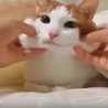 まいまいฅ•ω•ฅ