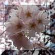 sakurakyoto