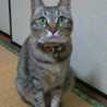 猫背たまみ